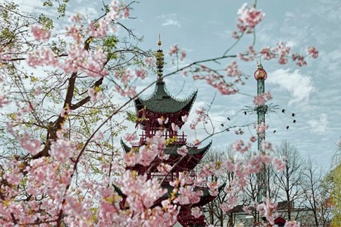 The Japanese Pagoda, cherry trees and the Golden Tower at Tivoli
