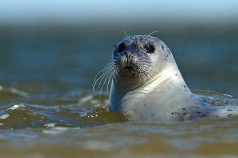 The Wadden Sea Centre