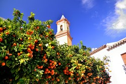 A church tower and orange trees in the old part of Estepona