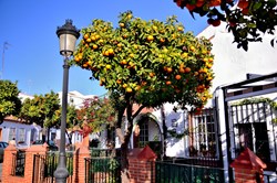 Orange tree in the center of Estepona