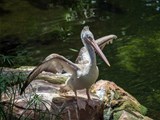 A pelican in Bioparc Fungirola