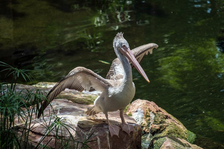 A pelican in Bioparc Fungirola