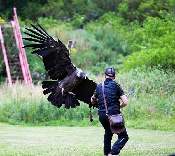 Andean condor