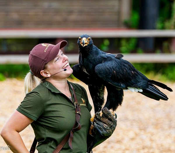 A falconer carries an African martial eagle on her gloved arm