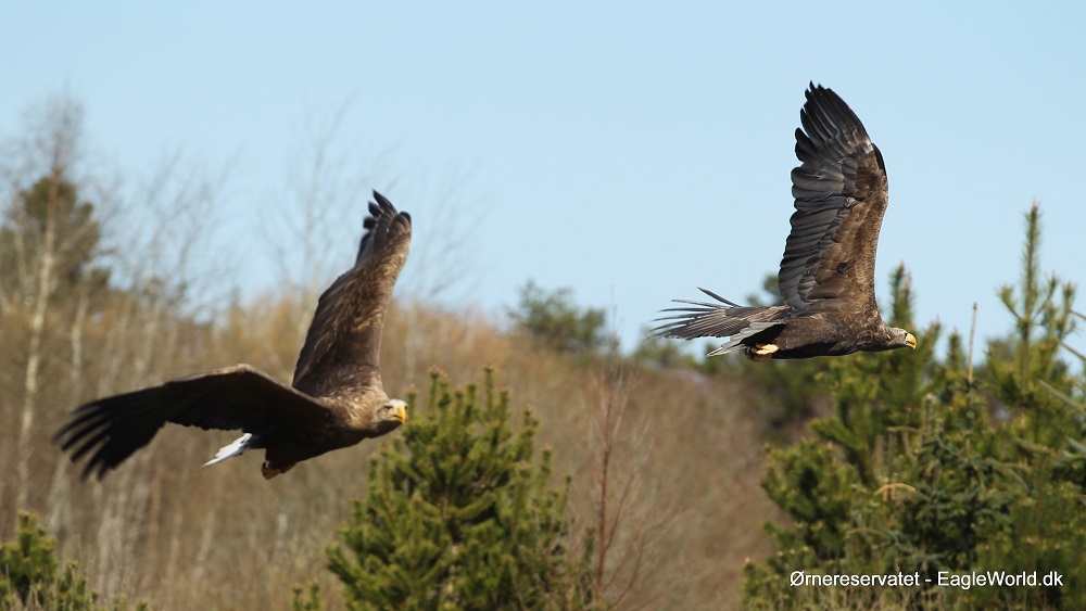 Two North Atlantic golden eagles circle in the sky