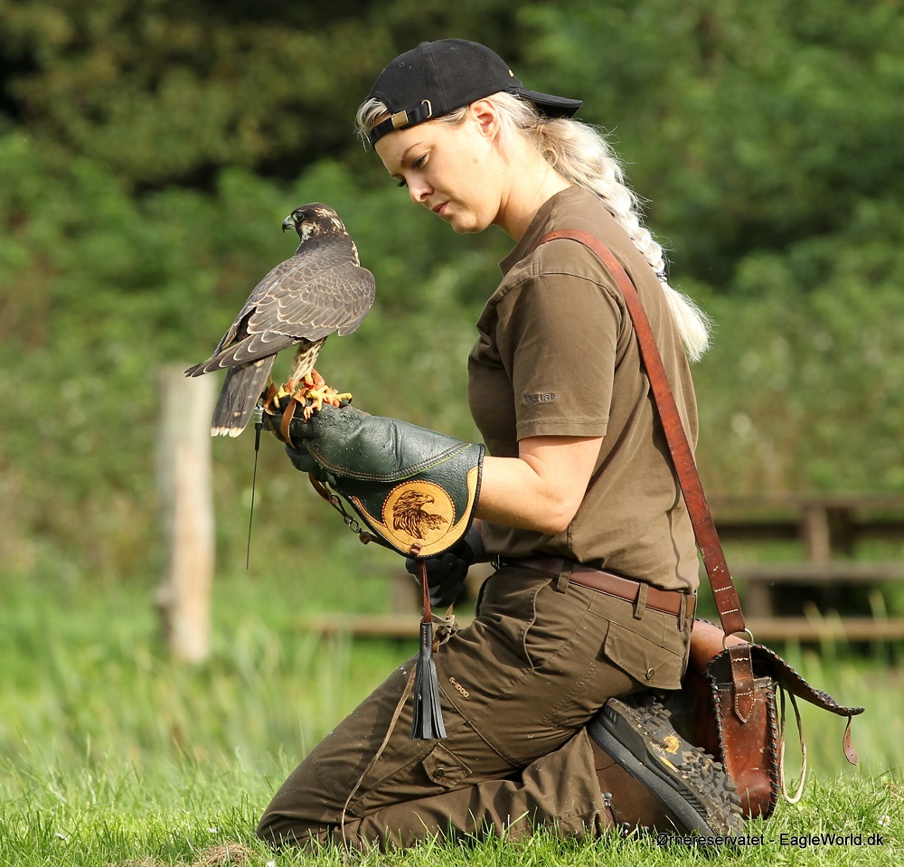 A falconer with a peregrine falcon on her arm