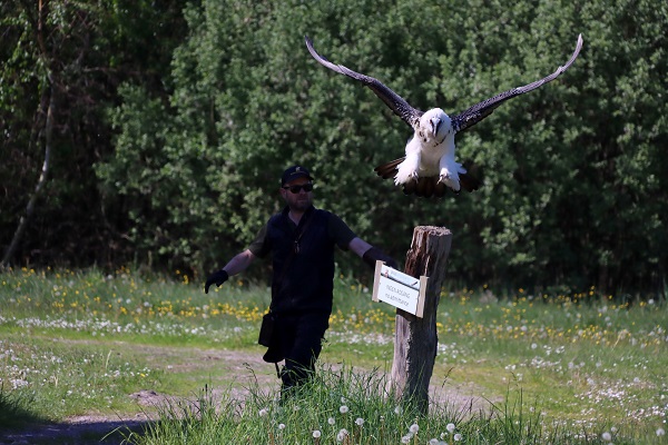 A falconer and a bearded vulture from Nepal approaching for landing