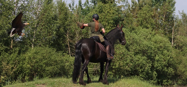 A North Atlantic golden eagle and a falconer on a Friesian horse
