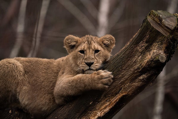 Lion cub in Aalborg Zoo