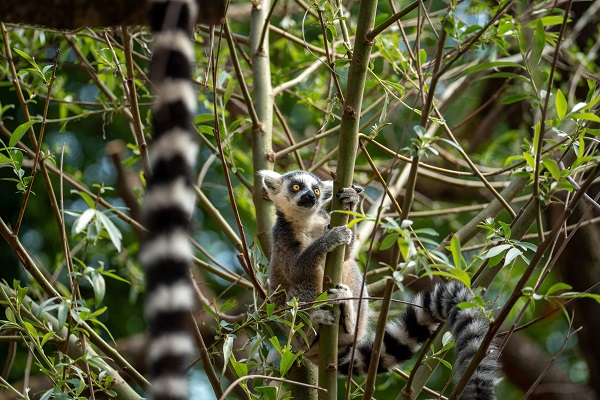 Lemur in Aalborg Zoo
