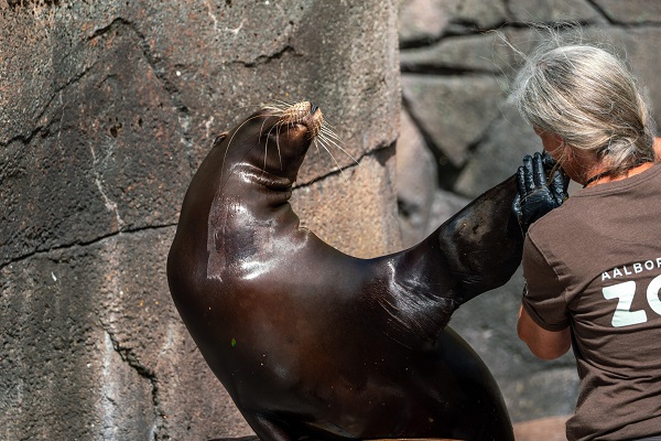 Sea lion and zookeeper in Aalborg Zoo