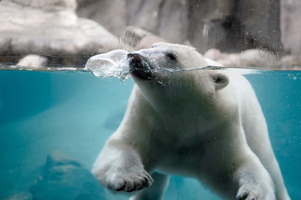 A swimming polar bear in Aalborg Zoo
