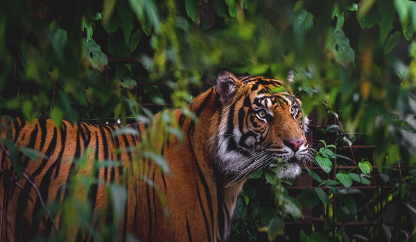 A tiger at Aalborg Zoo