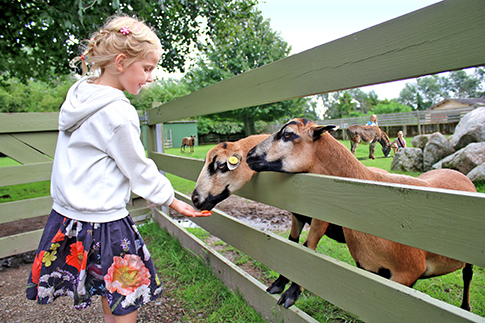 A girl feeds two goats in Birkegårdens Haver
