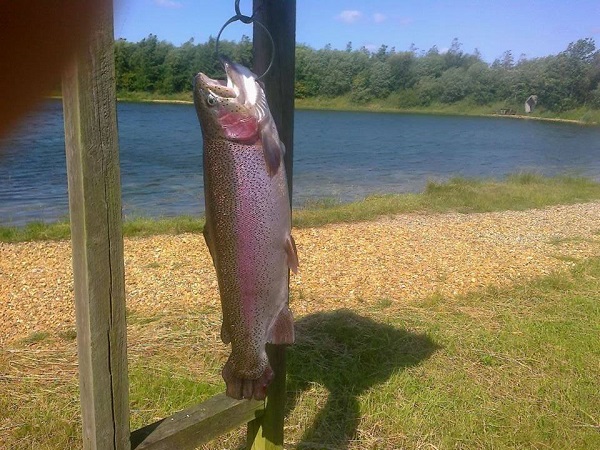 A fish hanging on a hook