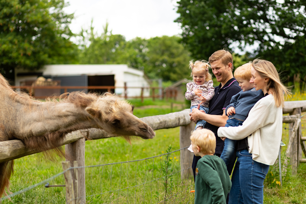 A family feeding a camel at GIVSKUD ZOO – ZOOTOPIA