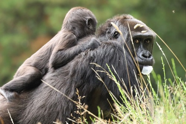 A gorilla mother with her baby on her back at GIVSKUD ZOO – ZOOTOPIA