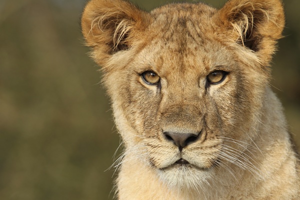 A young lion at GIVSKUD ZOO – ZOOTOPIA