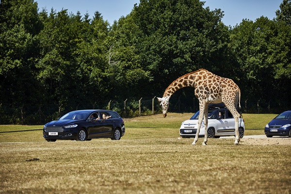 Safari adventure in your own car at GIVSKUD ZOO – ZOOTOPIA