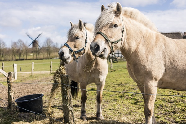 Horses at Hjerl Hede