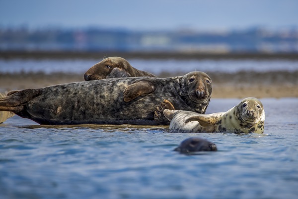 A seal family on a sandbank