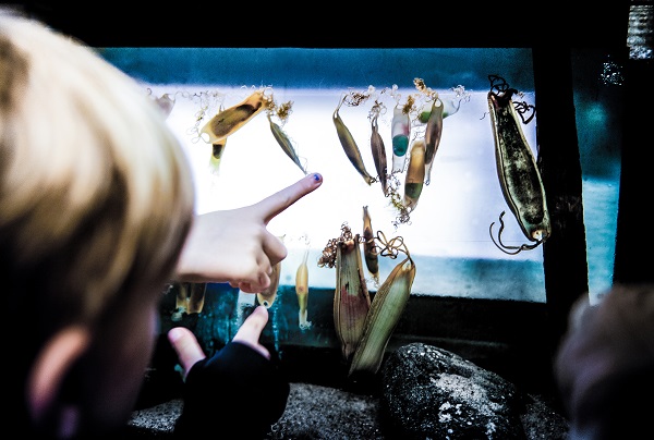 A child's hand points at an aquarium at JyllandsAkvariet in Thyborøn