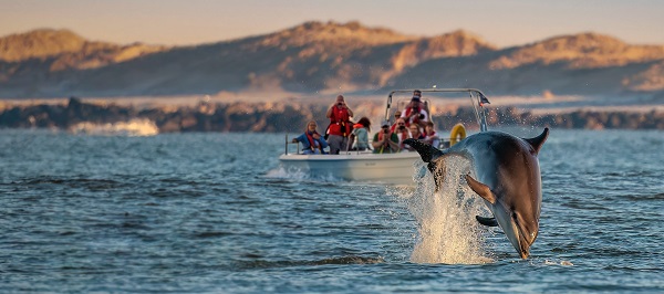 Dolphin safari