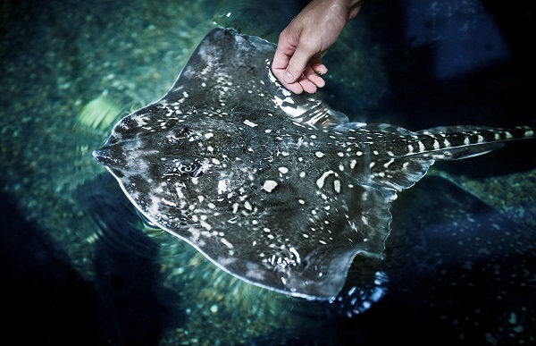A hand stroking a ray at JyllandsAkvariet in Thyborøn