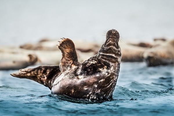 A playful seal