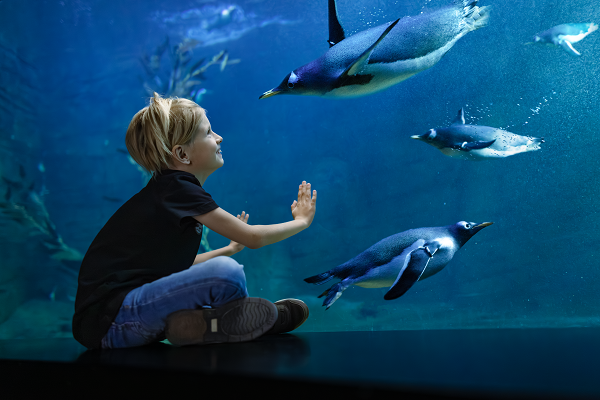 boy and penguins