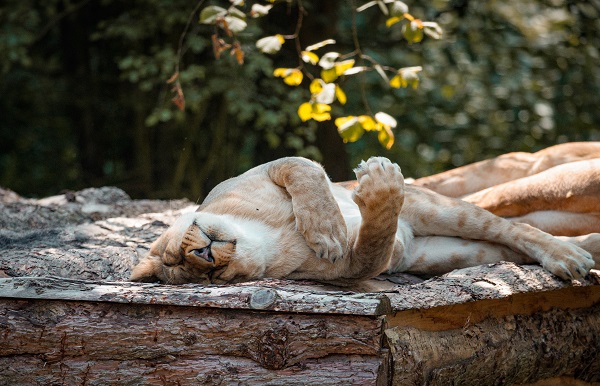 sleeping lion in Knuthenborg Safaripark
