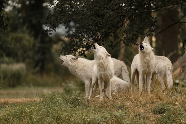 howling wolves in Knuthenborg Safaripark