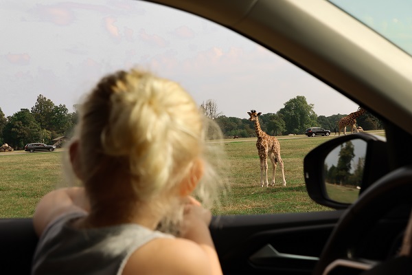 safari with giraffes in Knuthenborg Safaripark