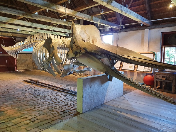 Skeleton of one of the 16 sperm whales that stranded on Rømø in 1996