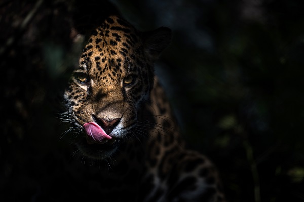 Balam the jaguar stealthily moves through the dense undergrowth of Randers Regnskov