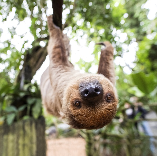 A sloth is hanging cozily in the trees of Randers Regnskov