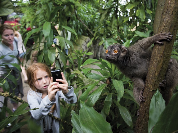 A girl taking a photo of a lemur at Randers Regnskov