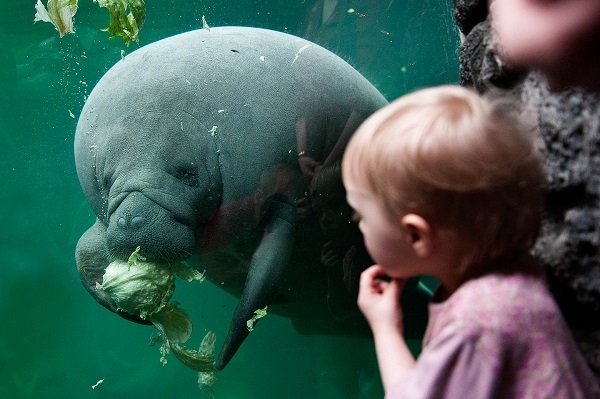 A small child is watching a manatee at Randers Regnskov