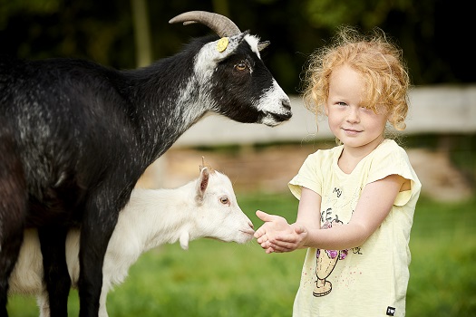 A little girl feeds goats at WOW PARK